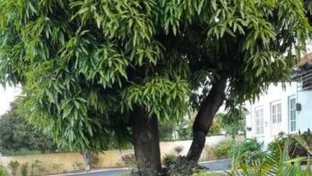 Property grounds - Beverly Cliff Inn (Kingston)