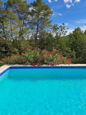 Une piscine d’eau cristalline, entourée d’une végétation luxuriante et de plantes en fleurs.