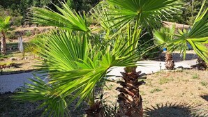 A palm tree with a white post in front, surrounded by a garden with various plants and a gravel path. - fantastically located detached villa with private swimming pool for 8 people. (Callas)