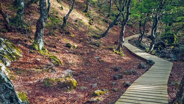 Una passerella in legno serpeggia attraverso una zona boschiva, con rocce ricoperte di muschio e foglie cadute.