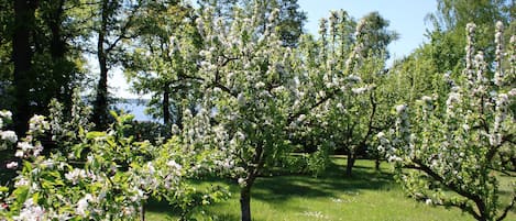 An orchard with blooming trees and a clear sky.