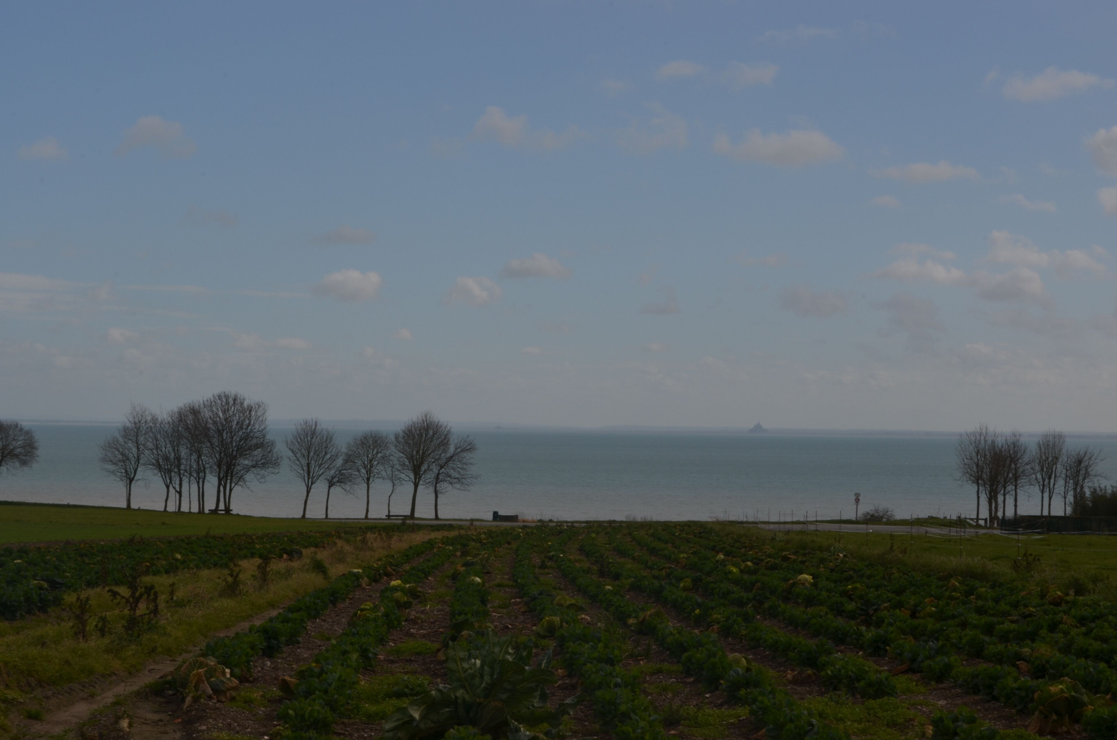Eine Küstenlandschaft mit blauem Himmel, einem Gewässer und einem Feld voller Erntegüter.