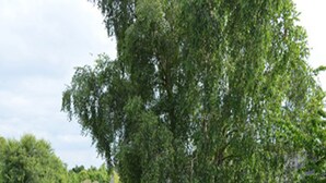 A landscaped garden with a stone wall, a gravel path, and a variety of shrubs and trees. - Fisherman's house on the heights of Cancale (Cancale)