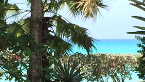 A lush green lawn with a large tree and a view of the ocean. - Baywatch - seaside villa, modern, spectacular location & garden, pool, cook (Runaway Bay)