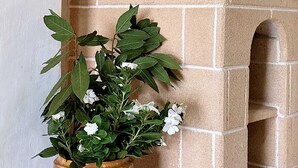 Una cocina con chimenea de ladrillo, una planta en maceta y una botella de licor sobre la encimera.