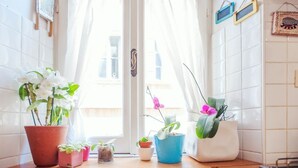 Uma cozinha com bancada de madeira, diversos vasos de plantas e uma porta branca com cortina.
