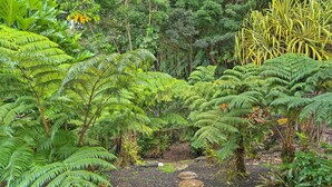 A garden with ferns, a stone path, and a variety of tropical plants. - Hilo Oasis - 32 Mi to Volcanoes National Park (Hilo)