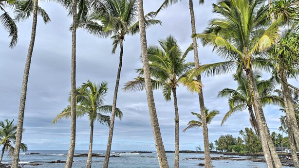 A coastal scene with tall palm trees and a rocky shoreline. - Hilo Oasis - 32 Mi to Volcanoes National Park (Hilo)