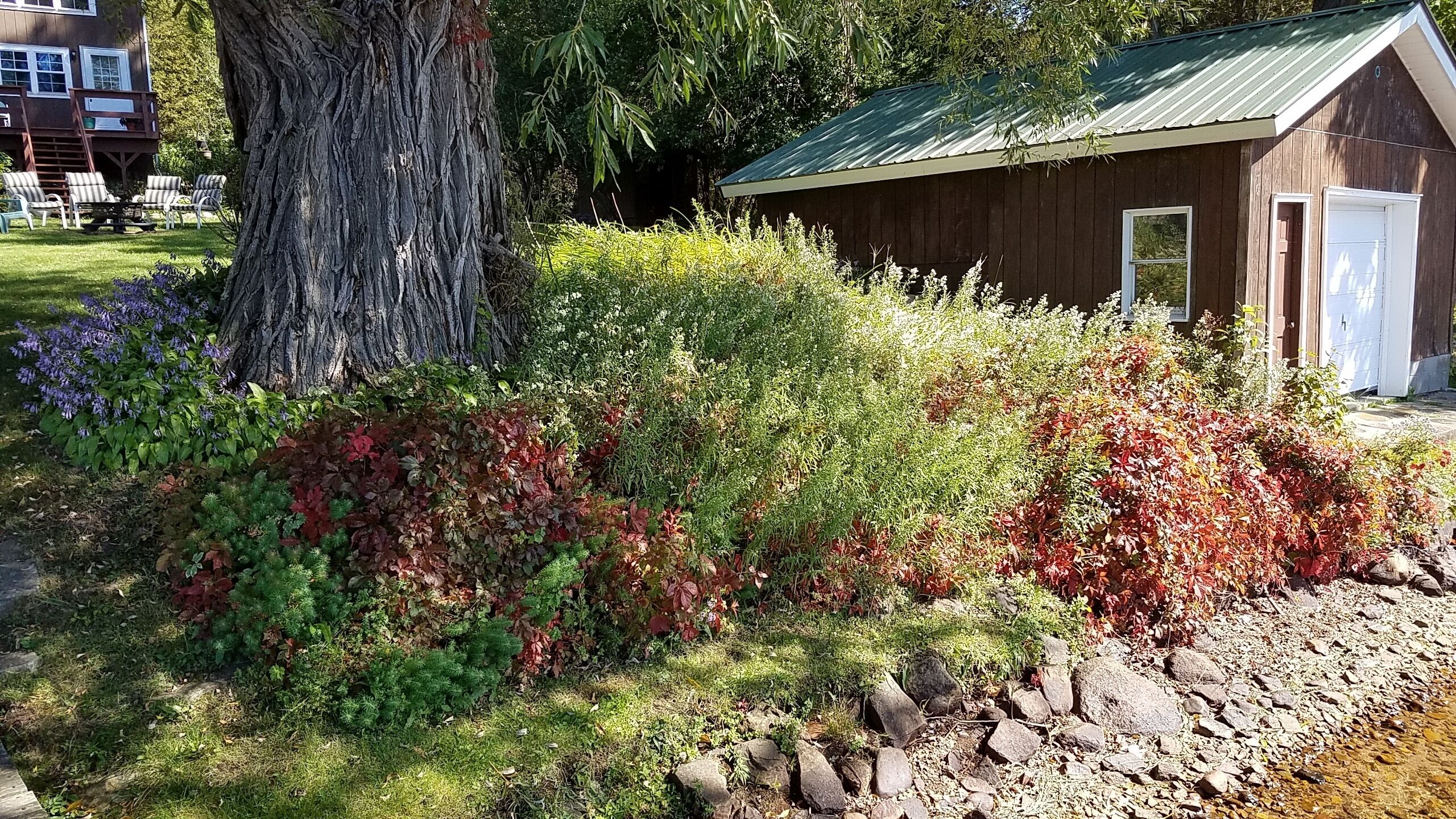 A wooden shed with a green roof, surrounded by a variety of plants and a tree.