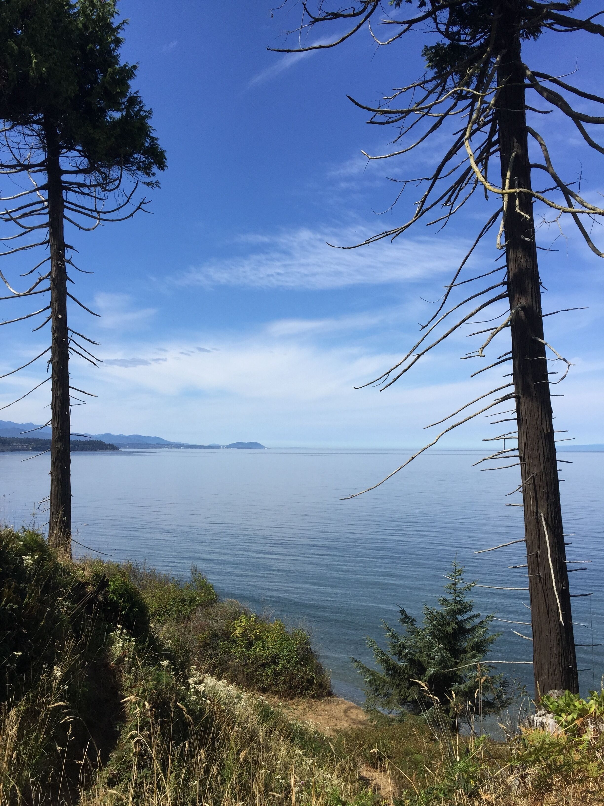 Eine Küstenlandschaft mit hohen Bäumen und ruhigem Meer.