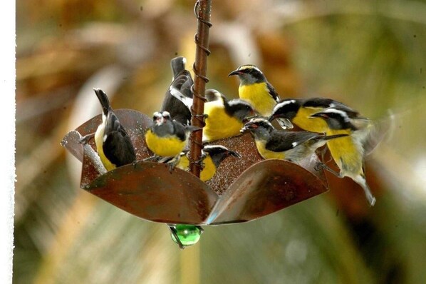 Un groupe d’oiseaux est perché sur une structure métallique, avec un arrière-plan naturel flou.
