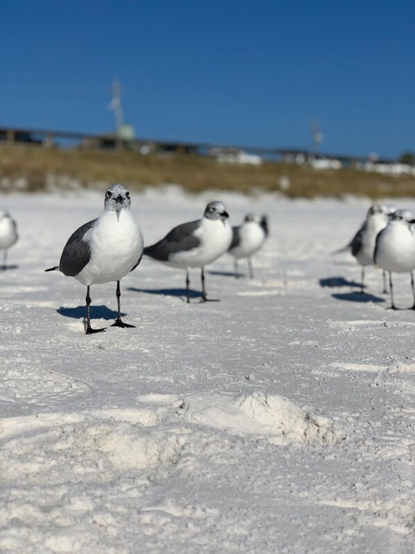 Un gruppo di uccelli su neve.