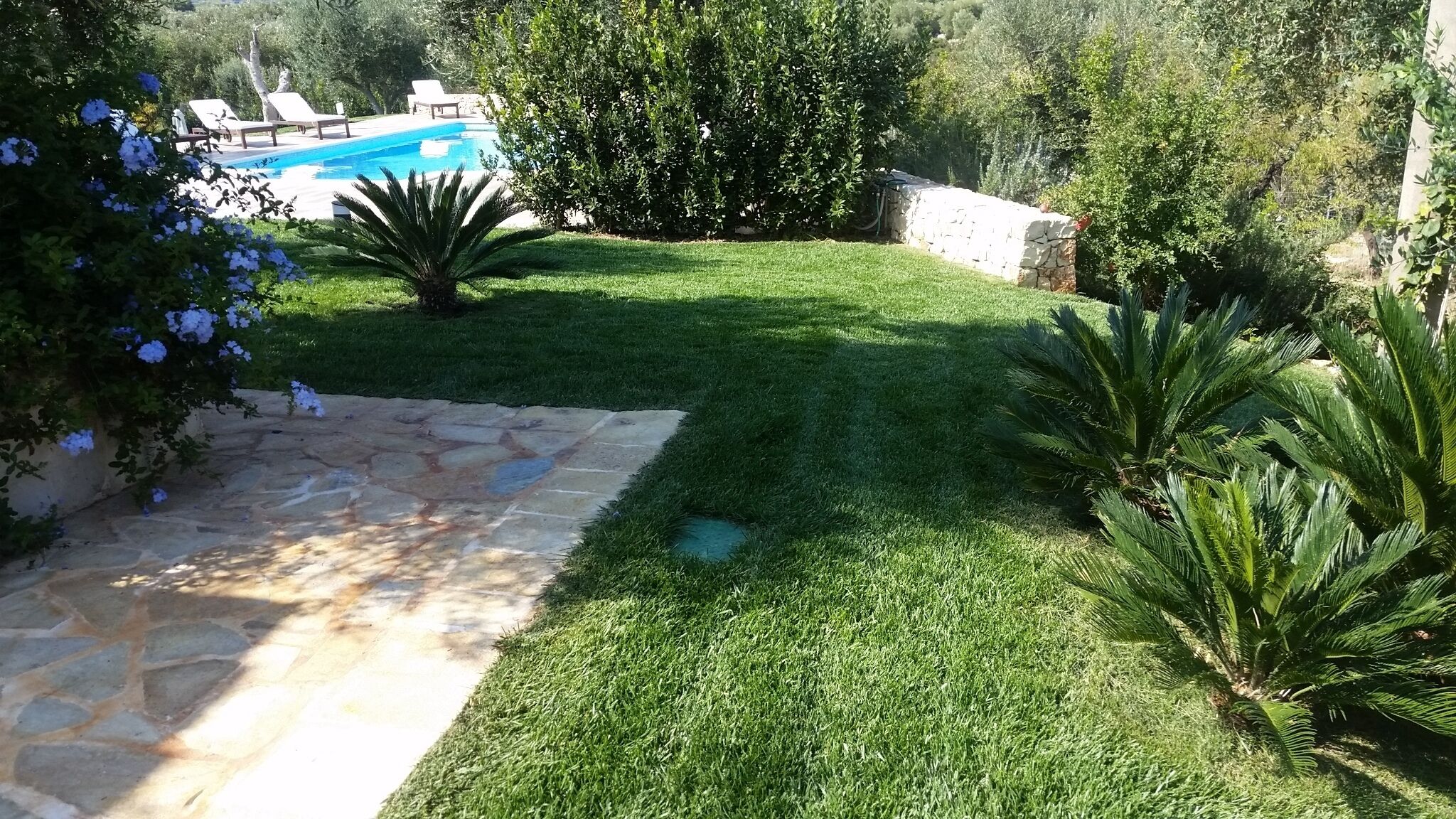 A well-maintained garden with a stone pathway, a pool, and lounge chairs.