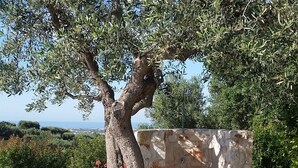 A tree with a twisted trunk and dense foliage, situated in a landscaped area with a stone wall and tiled flooring. - MONOPOLI: "MEST PEPP "VILLA with POOL FOR EXCLUSIVE GUESTS' USE- MOSQUITOES FREE (MONOPOLI(BA))