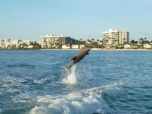 Un delfino salta fuori dall'acqua vicino a una spiaggia con edifici sullo sfondo.