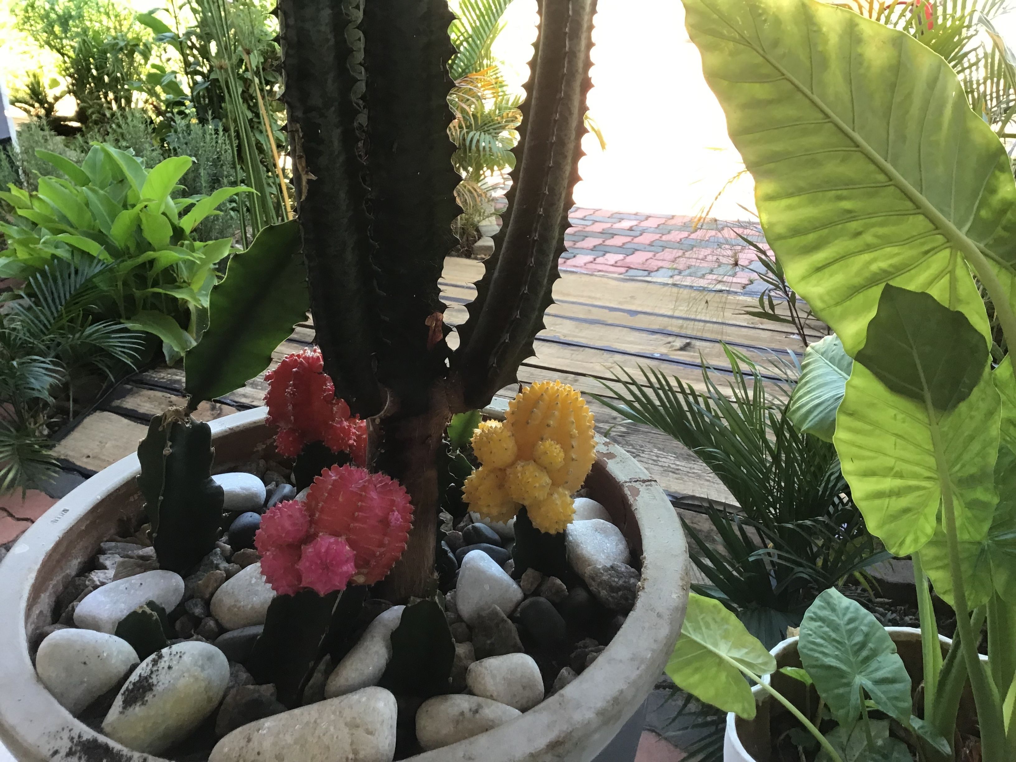 Una planta de cactus con flores rosas y amarillas en una maceta rodeada de otras plantas.