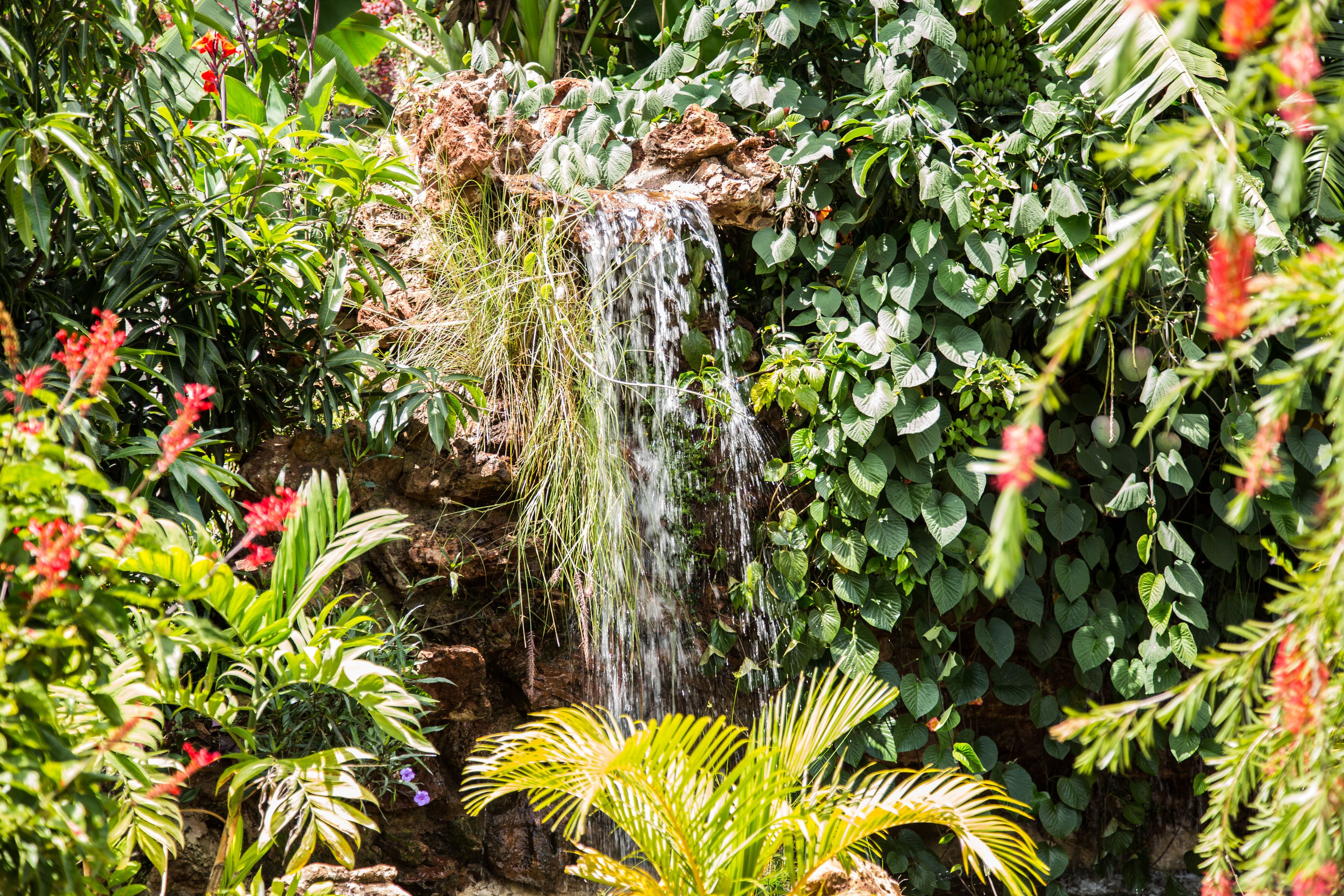 Une cascade entourée d’une végétation luxuriante et de différentes espèces de plantes.
