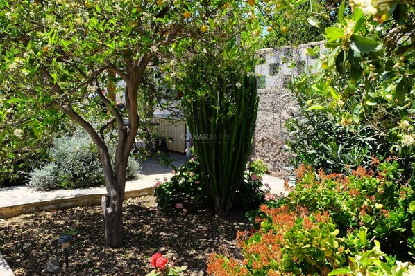 A garden with a tree, a cactus, and various shrubs.