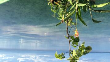 A clear view of a beach with calm water and a green plant hanging over the water.