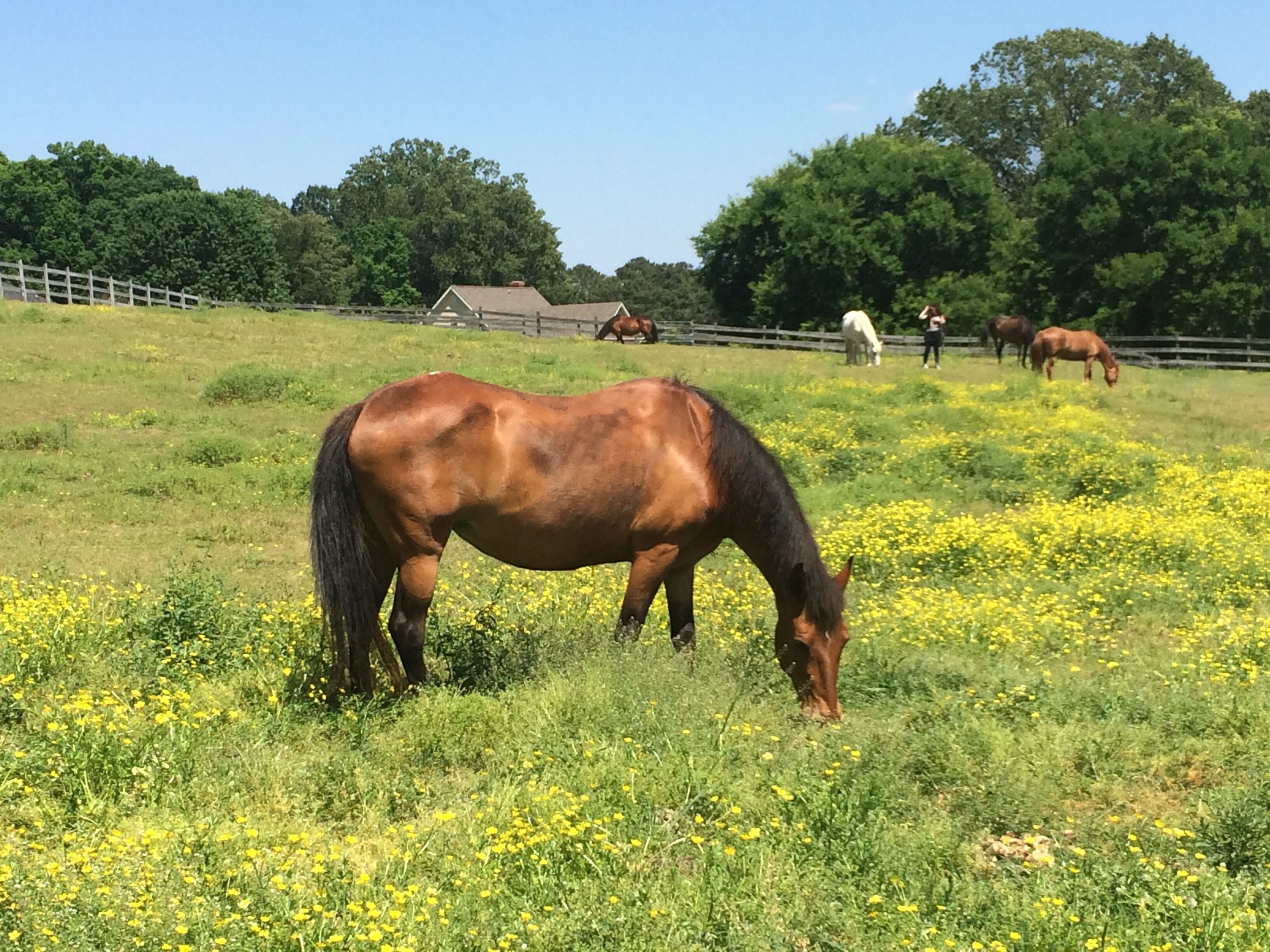 Accommodates 4 , one queen bed, one full. Bed, sleeper sofa