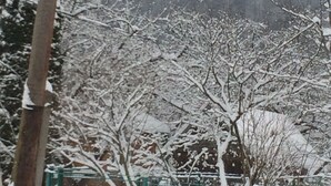 A snowy landscape with bare trees and a fence. - hat                  (Yaremche)