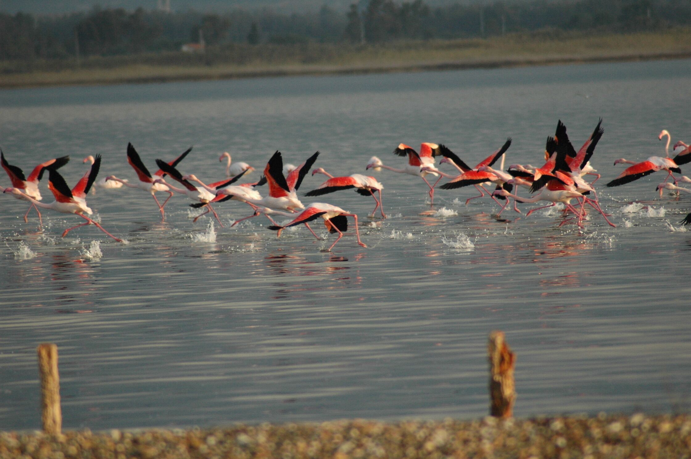 Un grup de flamencs volant sobre una massa d'aigua.