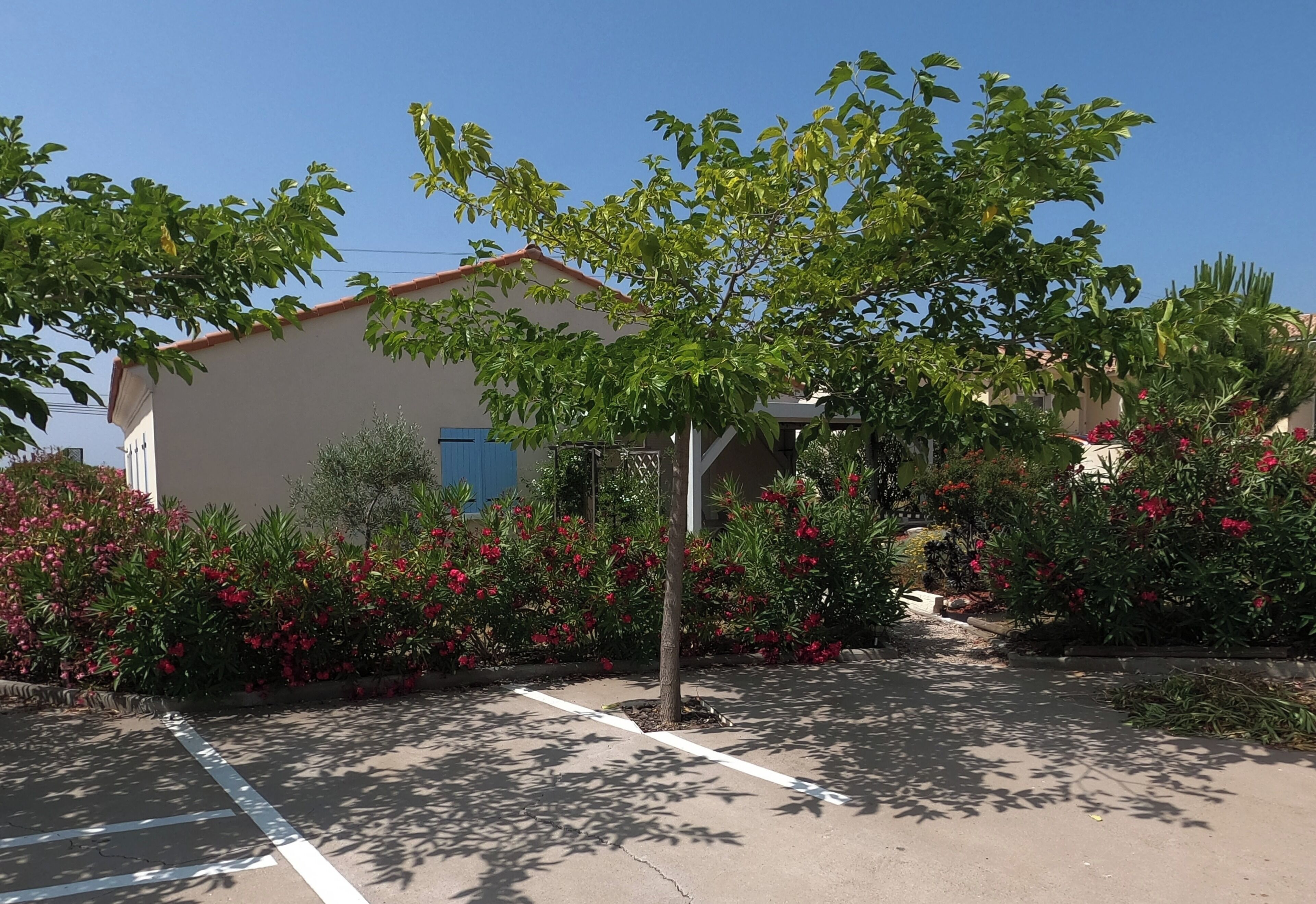 A parking area with a tree and flowering plants in front of a building.