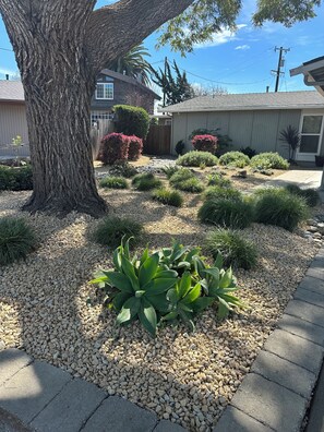 A residential garden with a large tree, various shrubs, and a paved walkway.