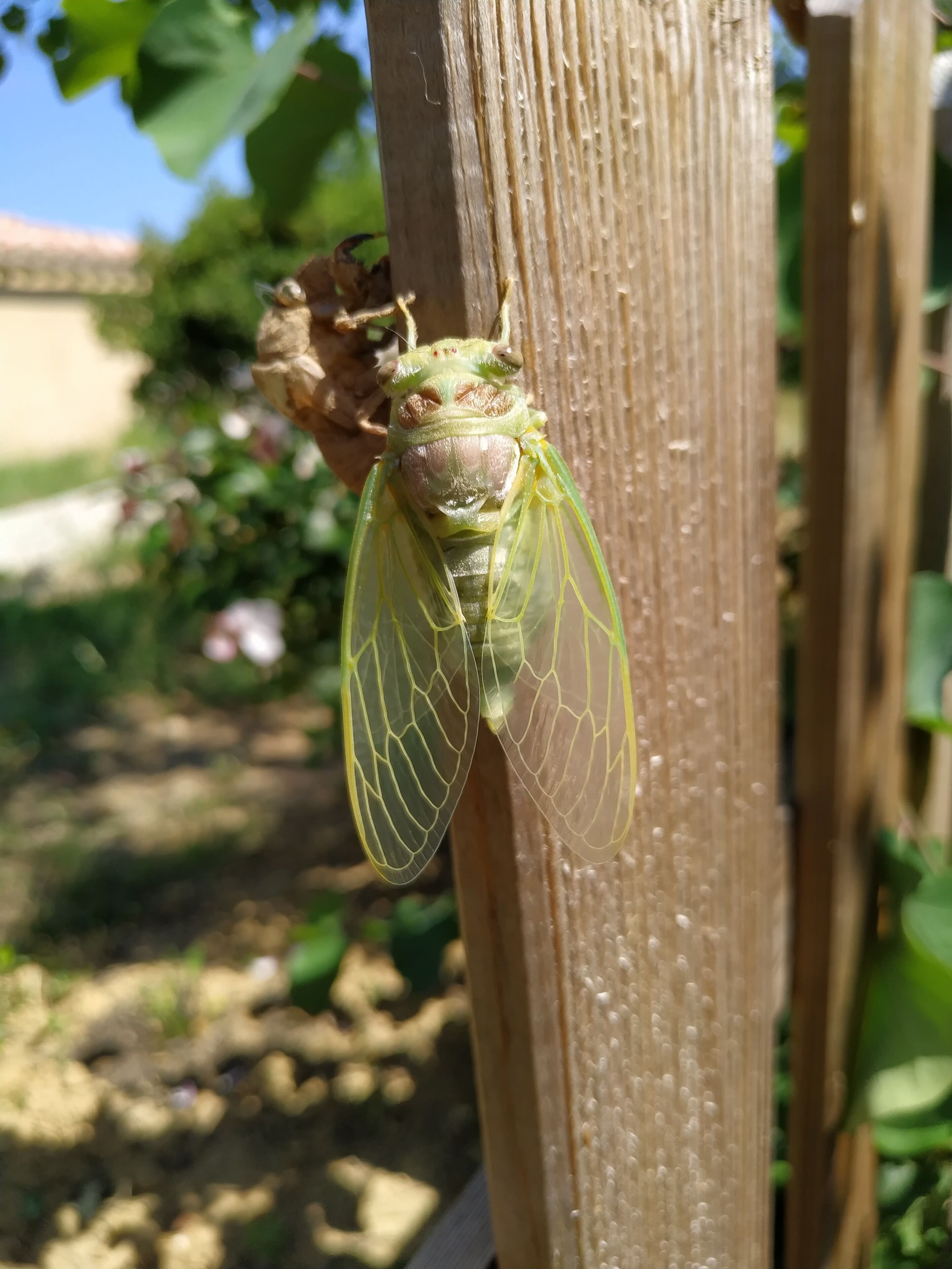 A cicada clinging to a wooden post.
