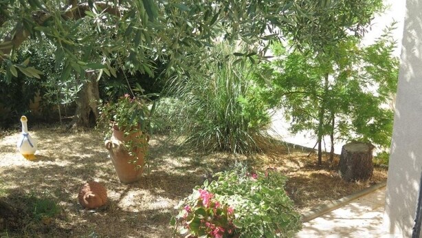 Un jardín con plantas en macetas y un erizo.