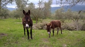Property grounds - Tree House in an organic farm (Enna)