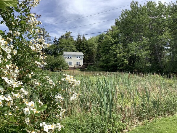 A house surrounded by dense trees and tall grass.