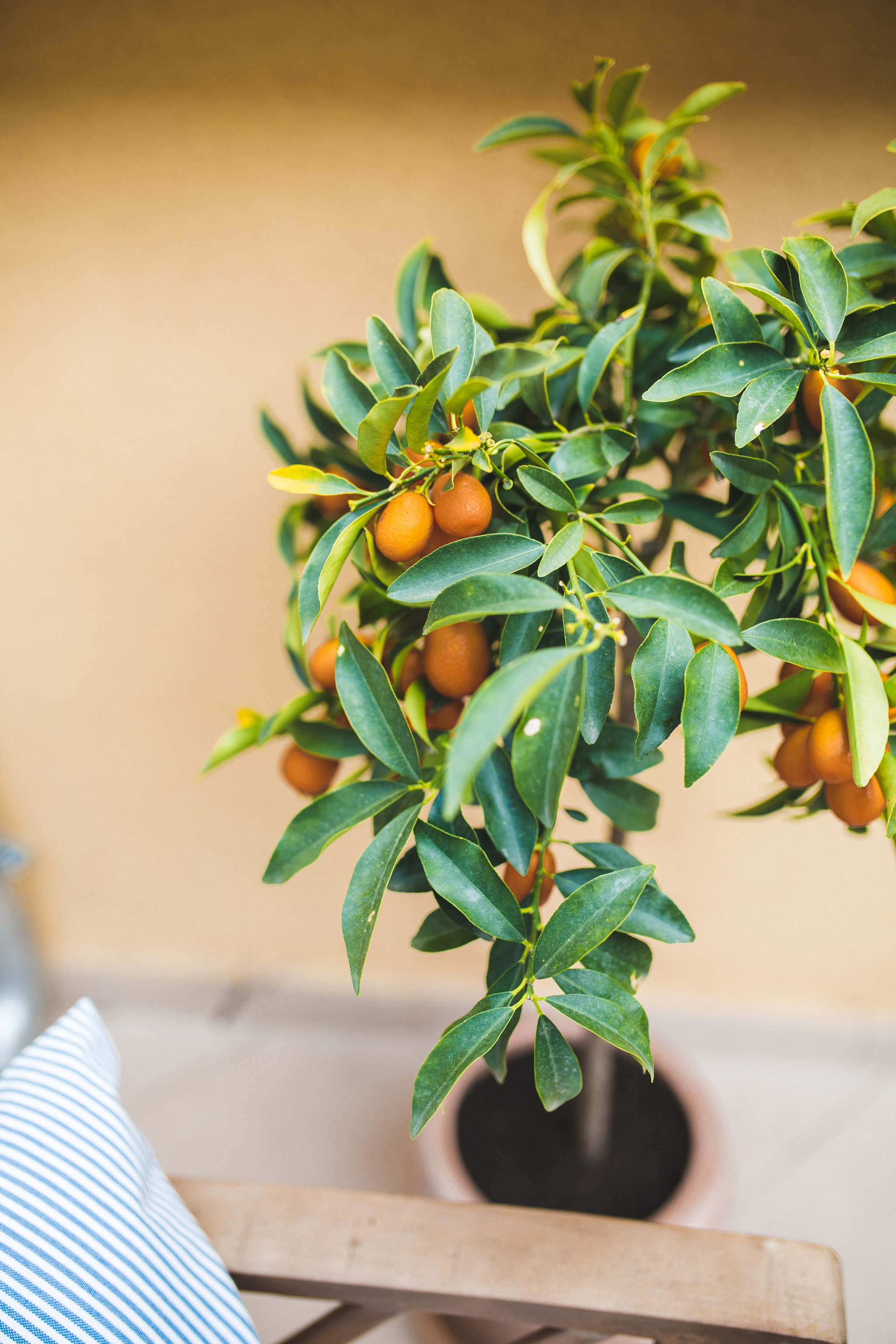 Une plante en pot, avec des feuilles vertes et des fruits oranges, posée sur une surface en bois.
