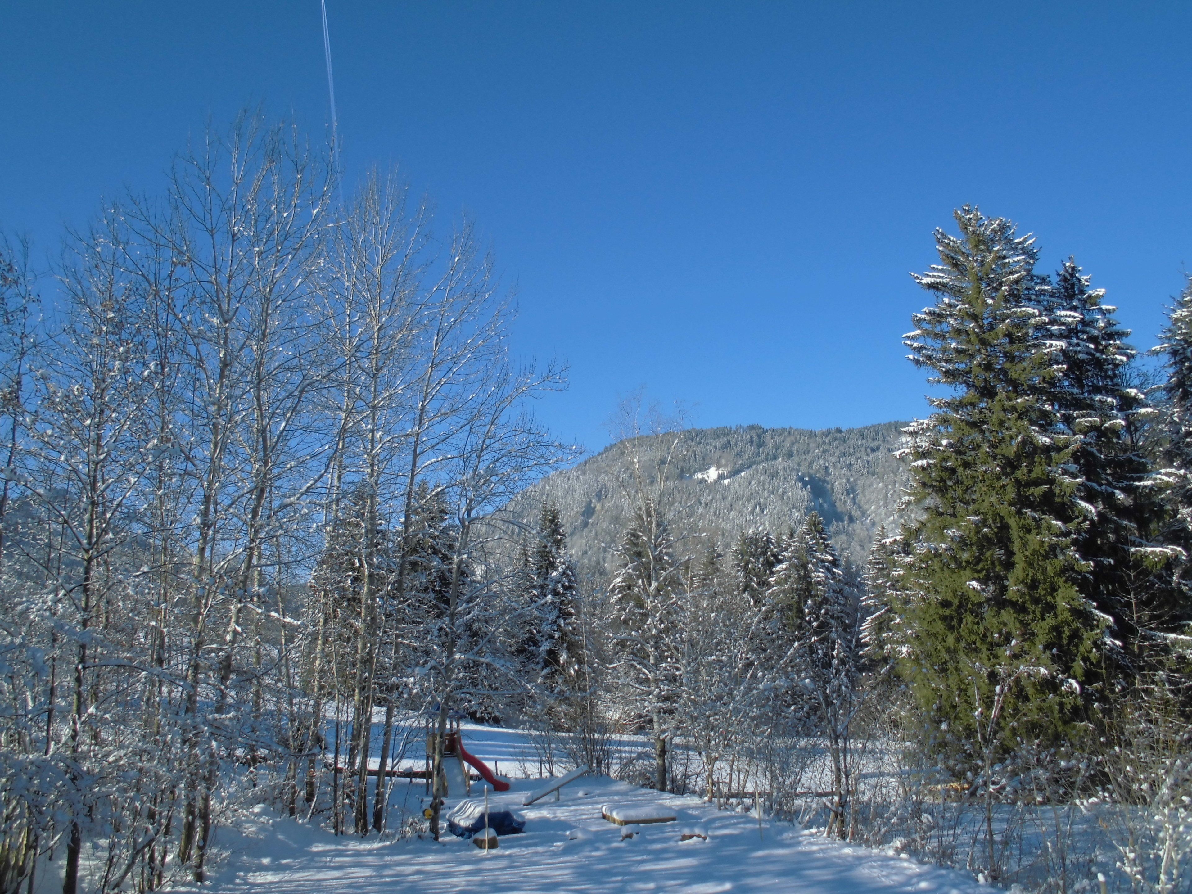 A snowy landscape with trees and a mountain in the background.