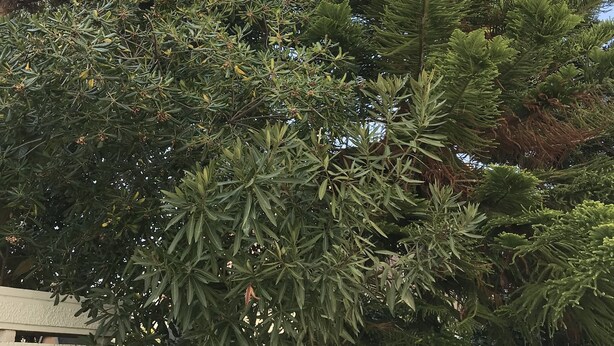 Un árbol de hoja perenne, frondoso, con un tronco grueso y una copa amplia.