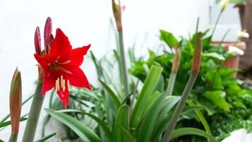 A red flower in a garden with green foliage and a white wall in the background.