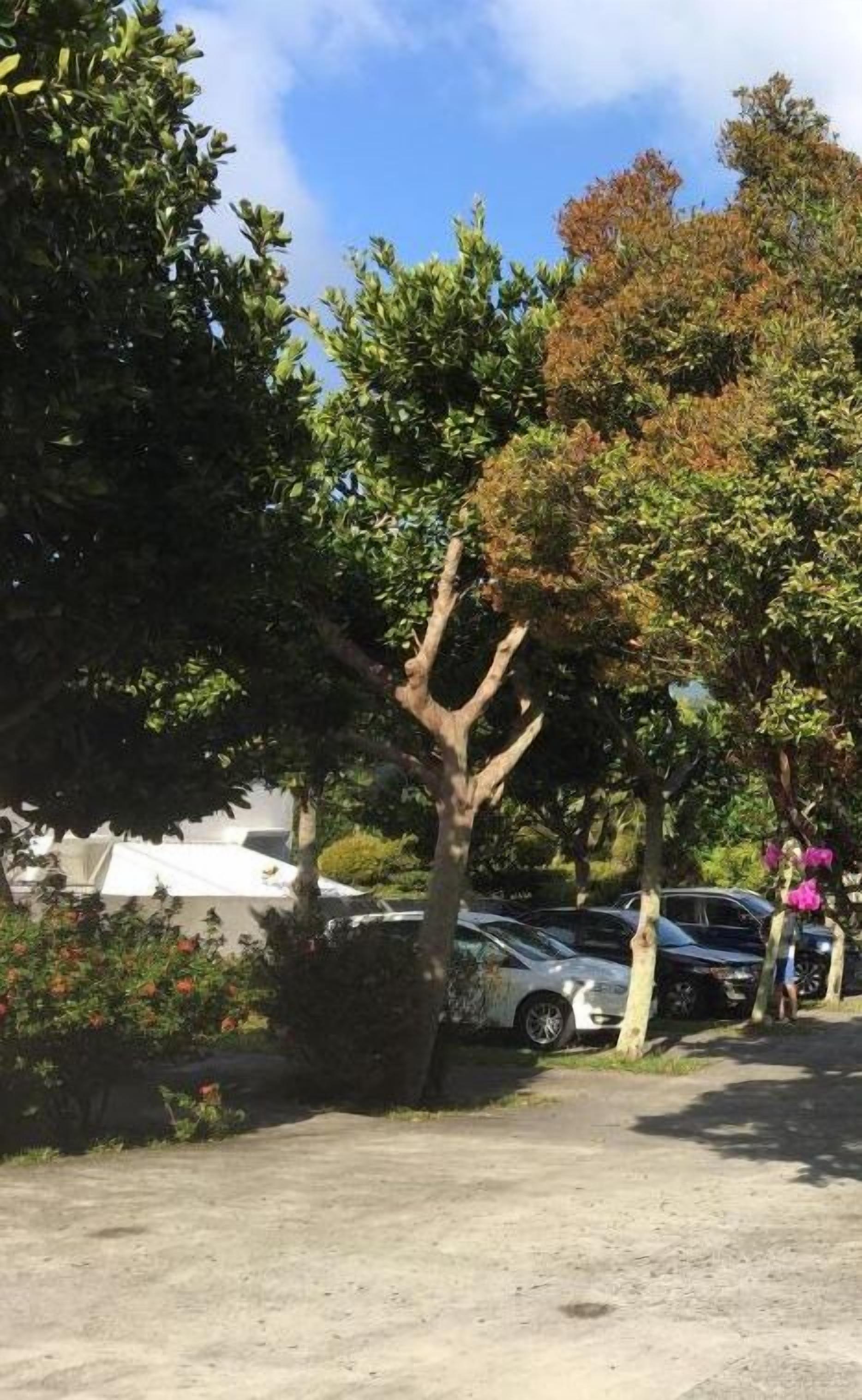 Un área de estacionamiento con coches y un árbol.