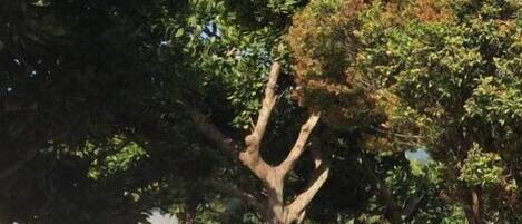 Un área de estacionamiento con coches y un árbol.