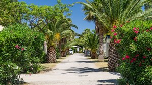 A pathway flanked by palm trees and flowering plants, leading to a building with a covered area. - Camping l'Oasis et le California (Le Barcares)