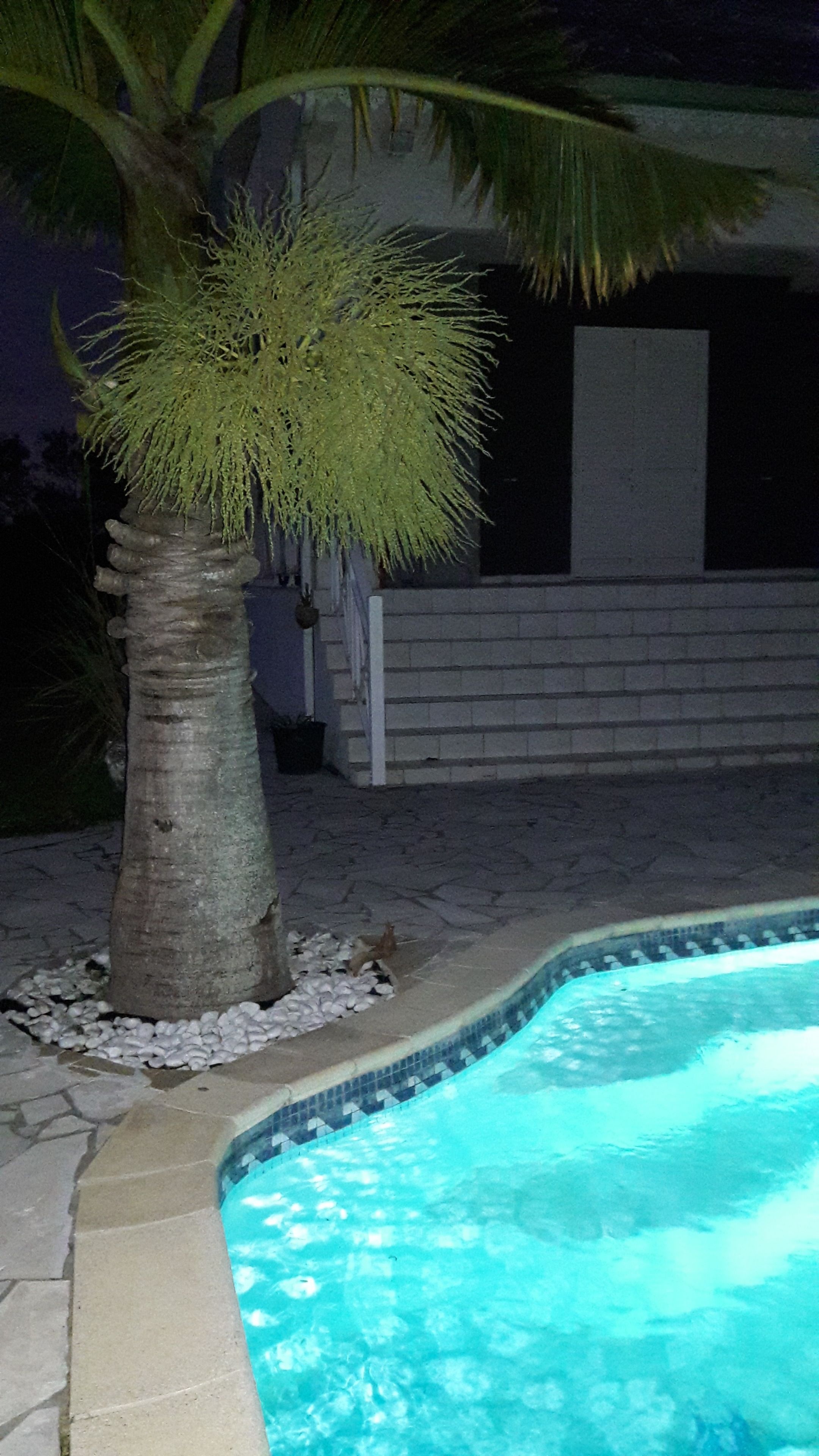 A swimming pool with a tiled edge, a palm tree, and a stone pathway leading to a building.