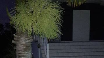 A swimming pool with a tiled edge, a palm tree, and a stone pathway leading to a building.