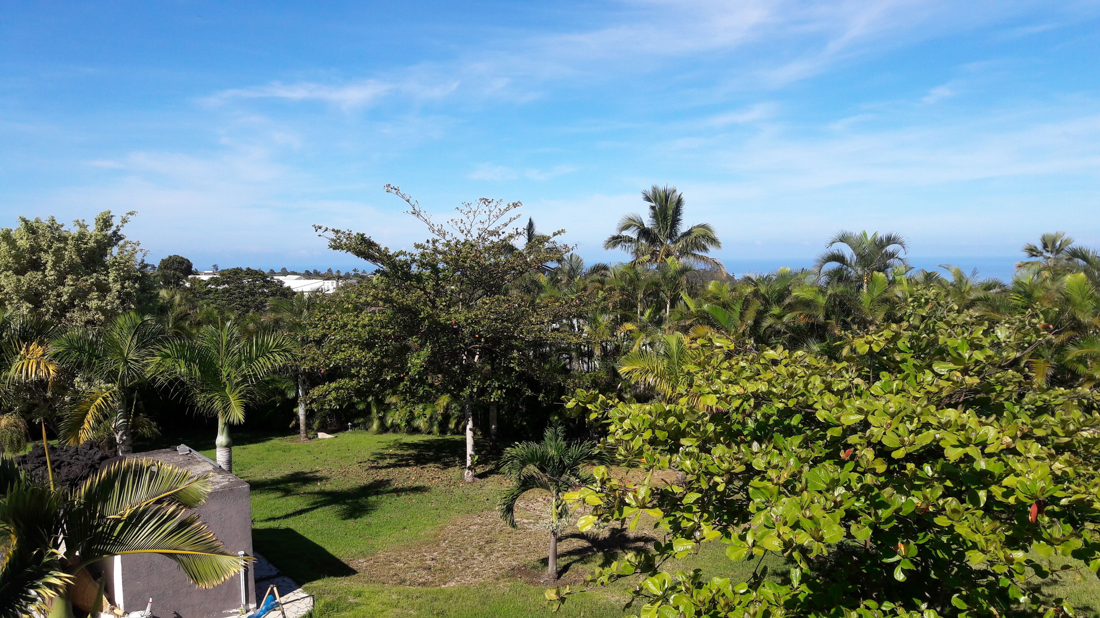 Un jardín exuberante con diversas plantas tropicales y un cielo azul despejado.