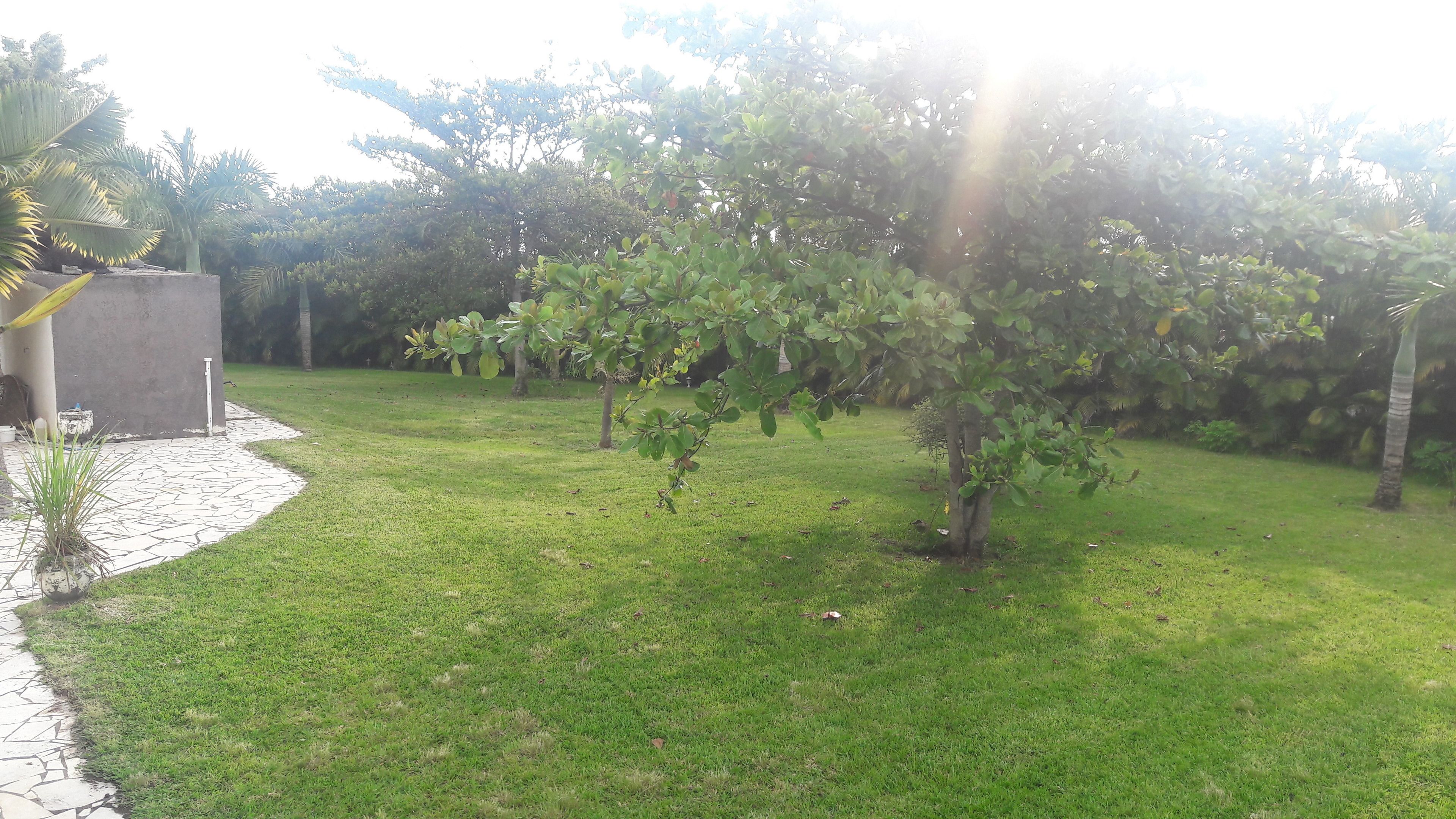 Un área con césped, un árbol pequeño y una estructura de concreto.