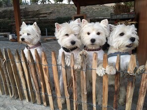 Pet-friendly - B&B Le Piote (Alessandria)
