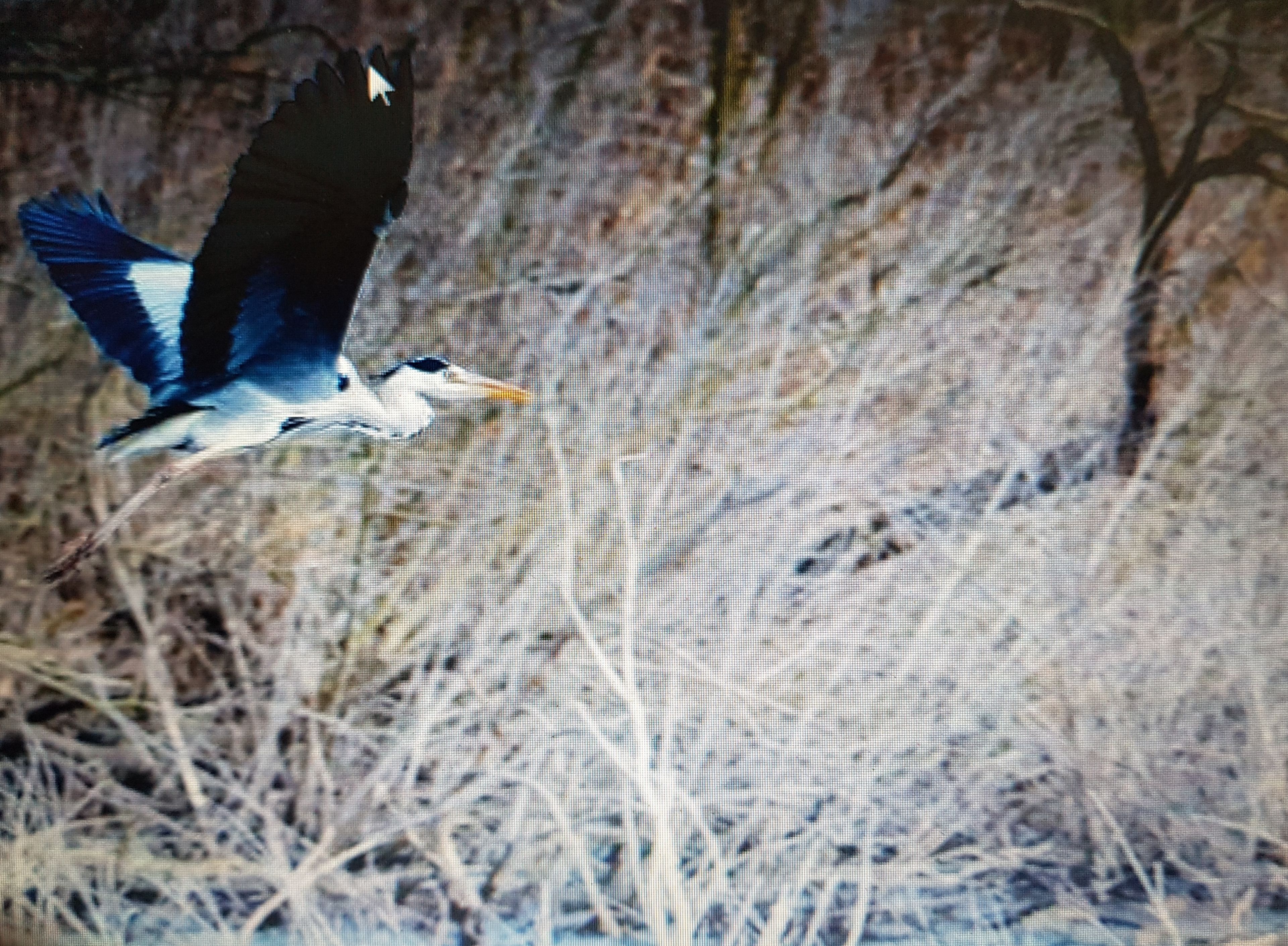 A bird in flight with a blurred background of dry vegetation.
