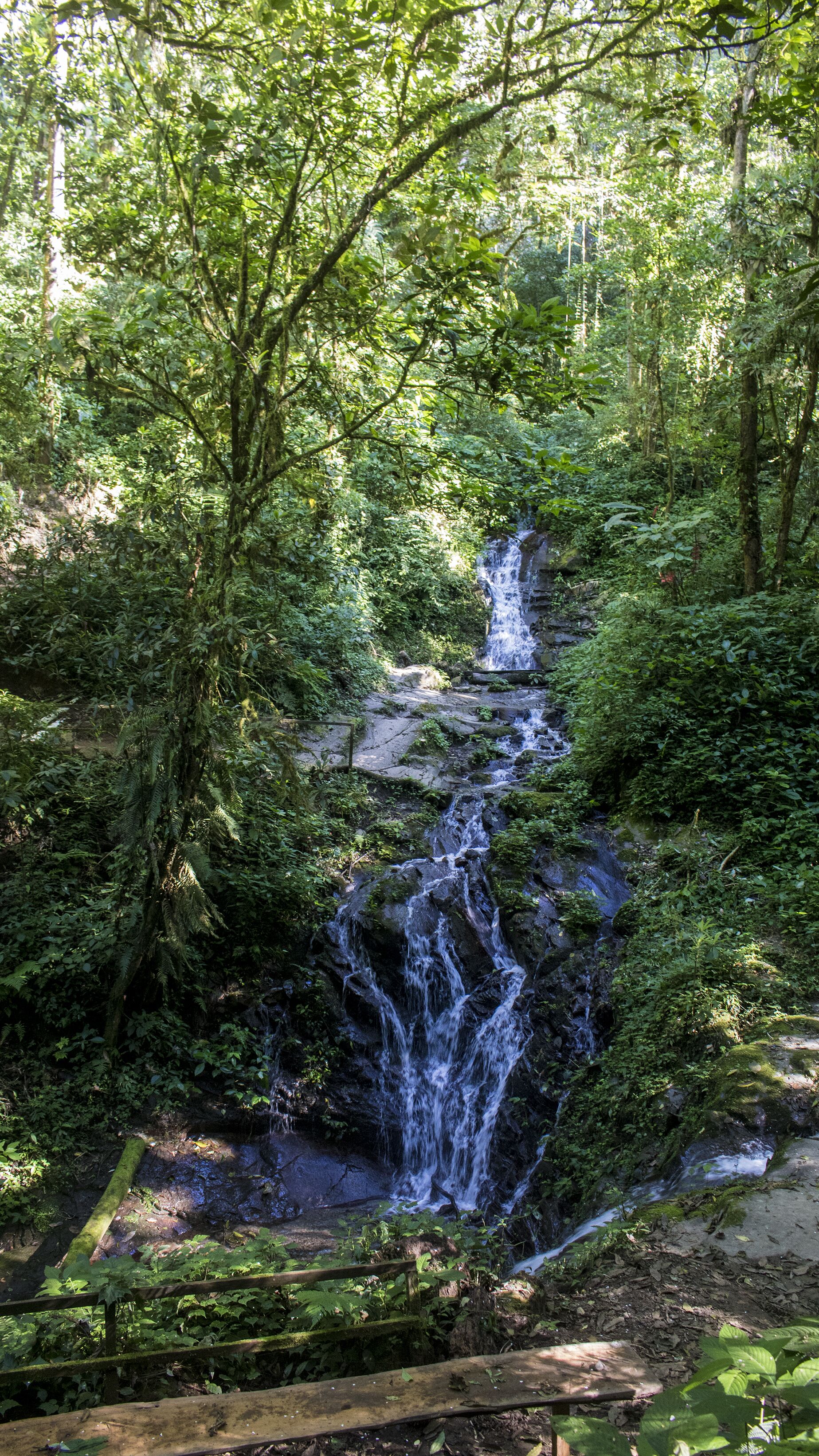 A waterfall in a forested area with dense foliage and a wooden walkway.