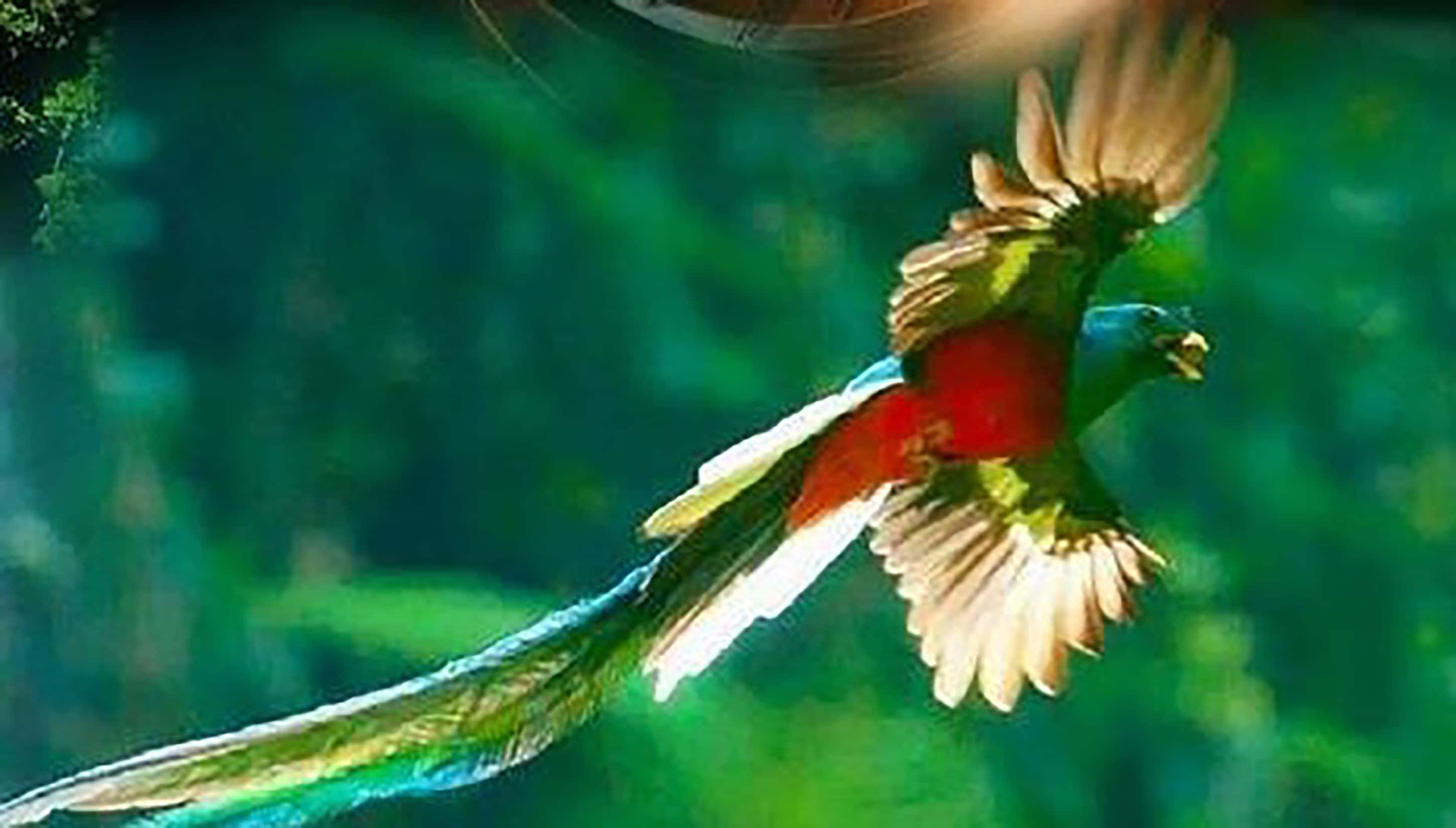 A bird in flight with a blurred green background.