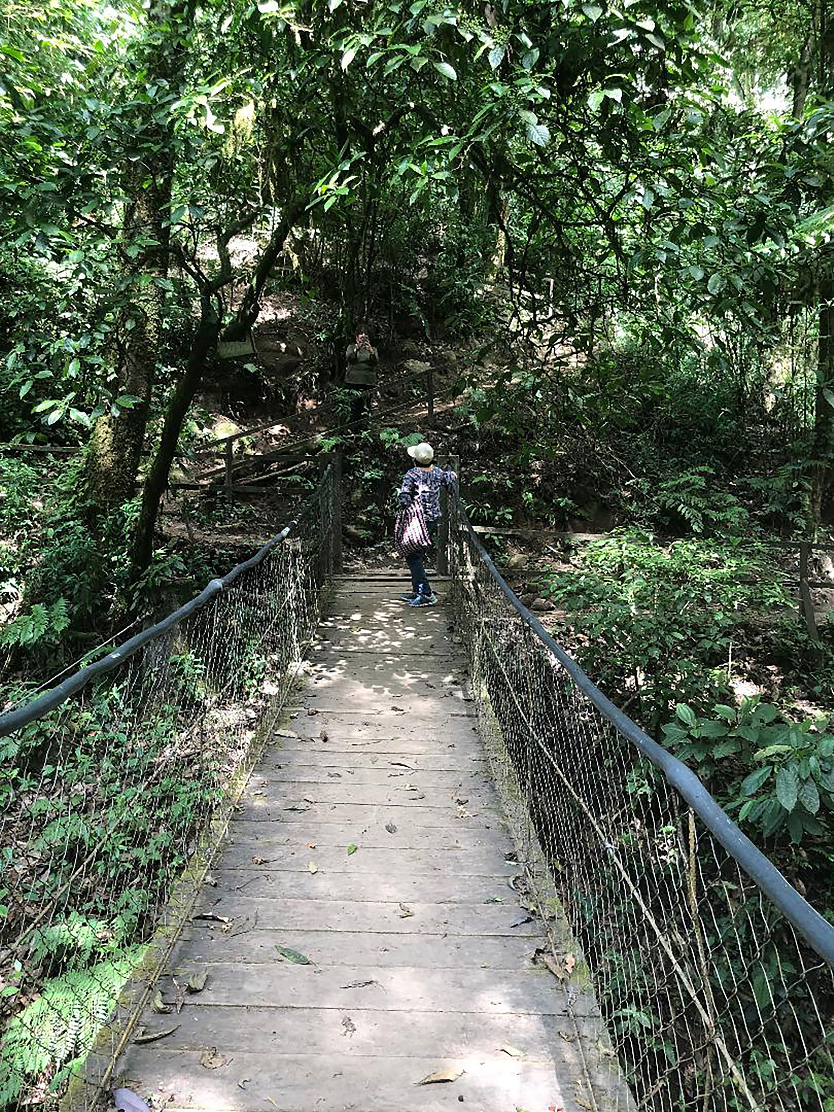 A wooden pedestrian bridge surrounded by dense foliage.