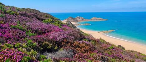 Paisaje costero con colinas cubiertas de brezo y una playa arenosa.