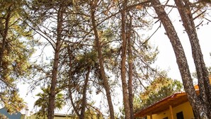 Une cour bordée de grands arbres, une pelouse bien entretenue et un bâtiment à la façade jaune.